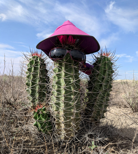 Kingcup cactus (Echinocereus triglochidiatus)