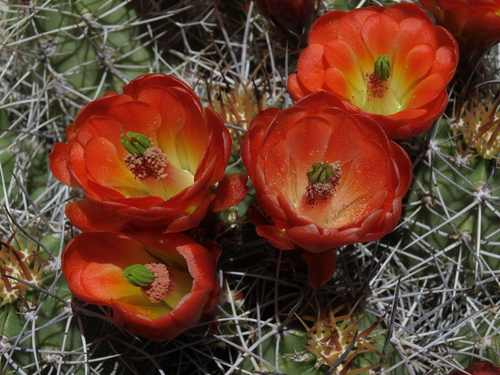 Kingcup cactus (Echinocereus triglochidiatus)