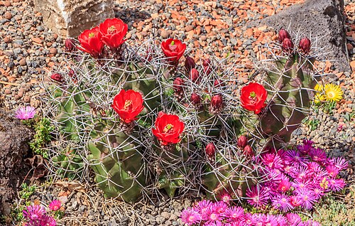 Kingcup cactus: Echinocereus triglochidiatus Engelm. , Kingcup cactus, habitus; Model garden, Saline park, Bad Rappenau , Baden-Württemberg , Germany . .
