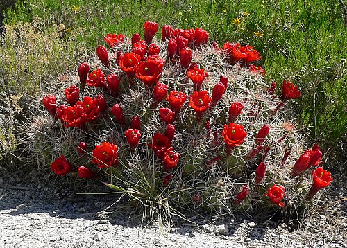 Kingcup cactus: Echinocereus triglochidiatus on Cima Dome near Teutonia Peak, Mojave National Preserve , California