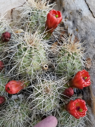 Kingcup cactus (Echinocereus triglochidiatus)