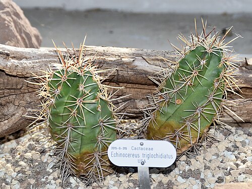 Kingcup cactus: Echinocereus triglochidiatus KINGCUP CACTUS. Berggarten Hannover.