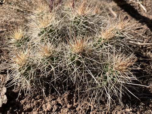 Kingcup cactus (Echinocereus triglochidiatus)