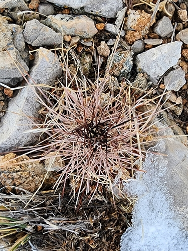 Kingcup cactus (Echinocereus triglochidiatus)