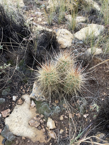 Kingcup cactus (Echinocereus triglochidiatus)