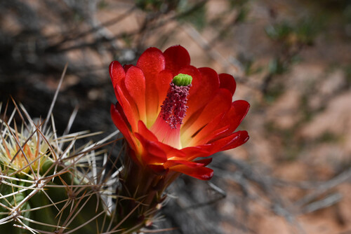 Kingcup cactus (Echinocereus triglochidiatus)