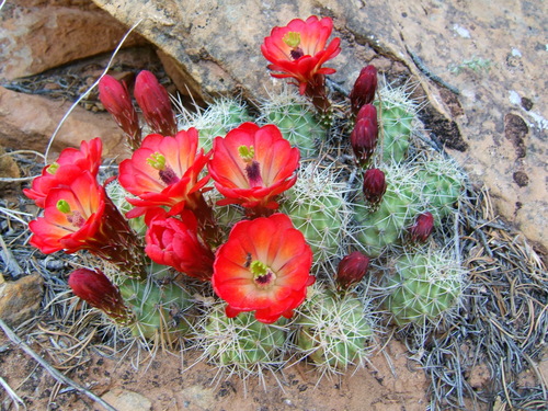 Kingcup cactus
