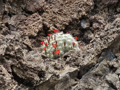 Kingcup cactus (Echinocereus triglochidiatus)