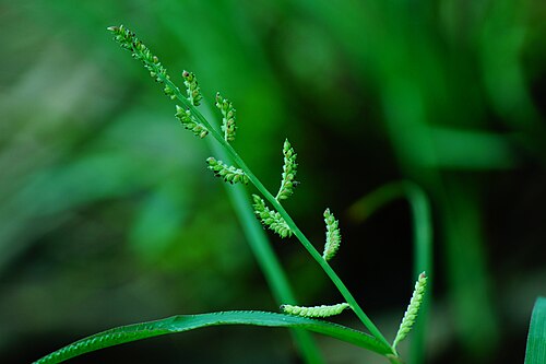 Jungle rice: Echinochloa colona