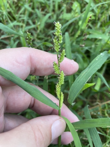 Jungle rice (Echinochloa colona)