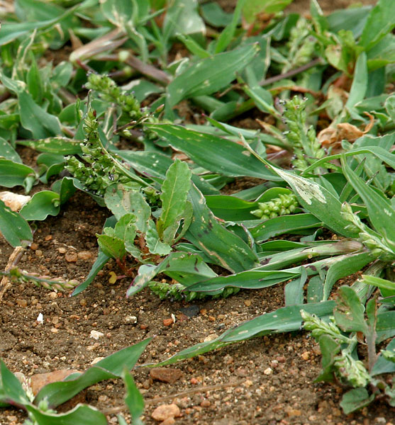 Jungle rice: Echinochloa colona - Jungle-rice, awnless barnyard grass, birds rice, corn panic grass, Deccan grass, jungle rice, jungle ricegrass, little baryard grass, mille