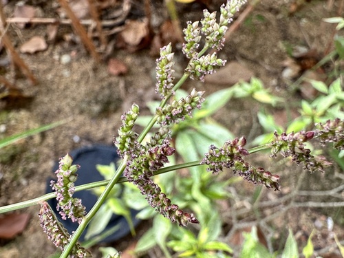 Jungle rice (Echinochloa colona)