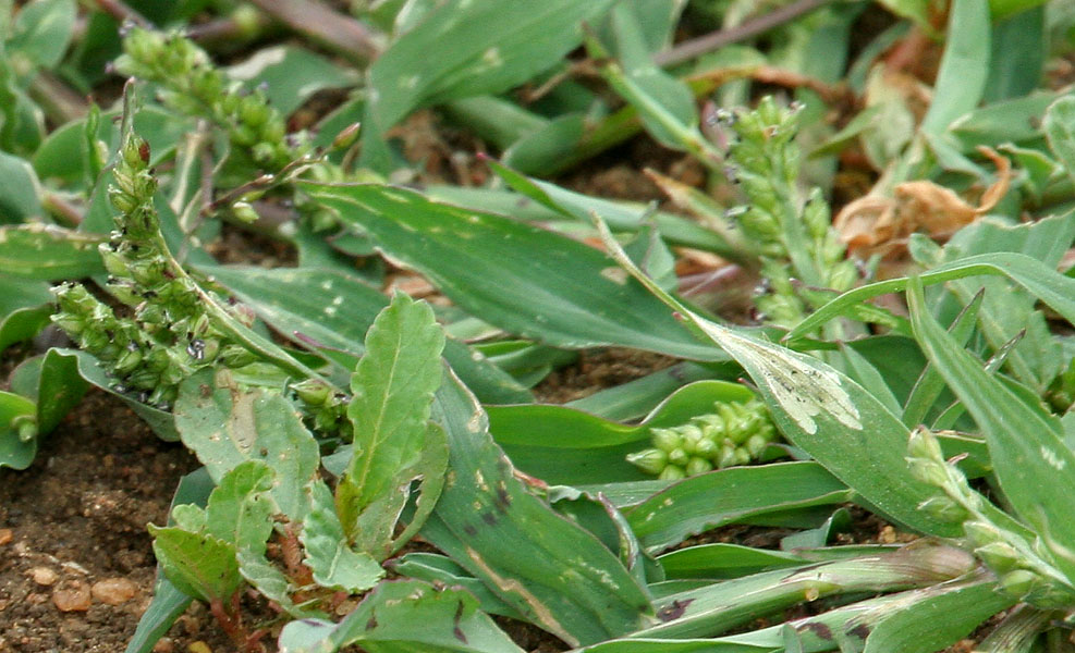 Jungle rice: Echinochloa colona - Jungle-rice, awnless barnyard grass, birds rice, corn panic grass, Deccan grass, jungle rice, jungle ricegrass, little baryard grass, mille