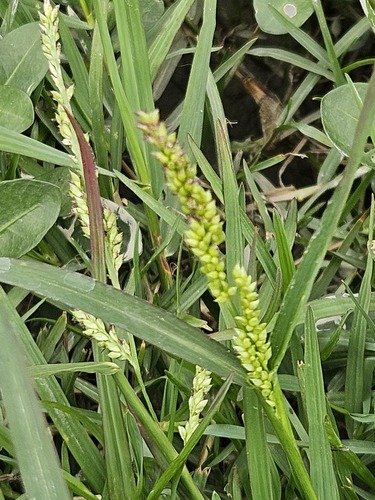 Jungle rice (Echinochloa colona)