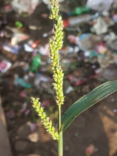 Jungle rice (Echinochloa colona)