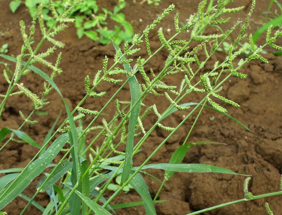 Jungle rice: Echinochloa colonum or E. colona