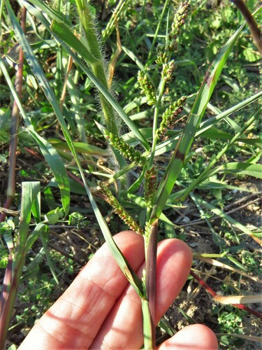 Jungle rice (Echinochloa colona)