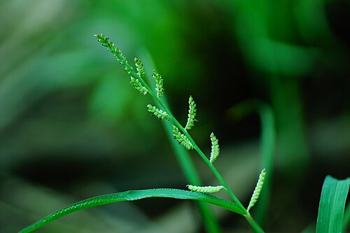 Jungle rice: Echinochloa colona