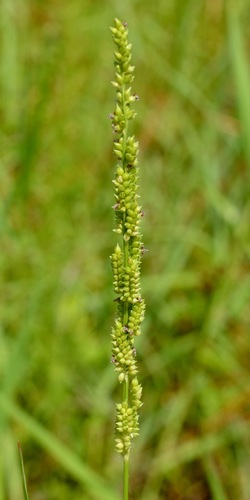 Jungle rice (Echinochloa colona)