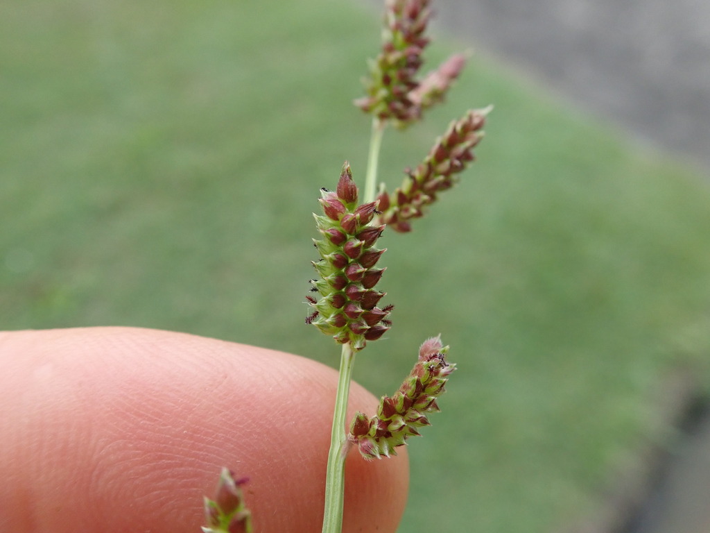 Jungle rice (Echinochloa colona)
