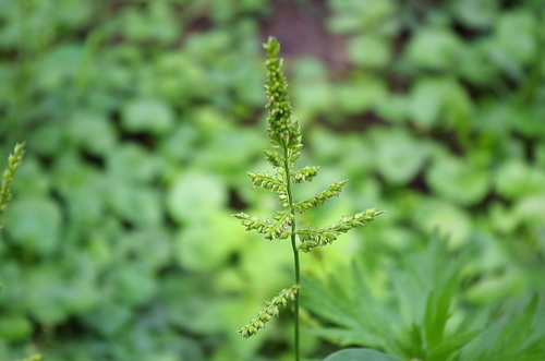 Barnyardgrass (Echinochloa crus-galli)