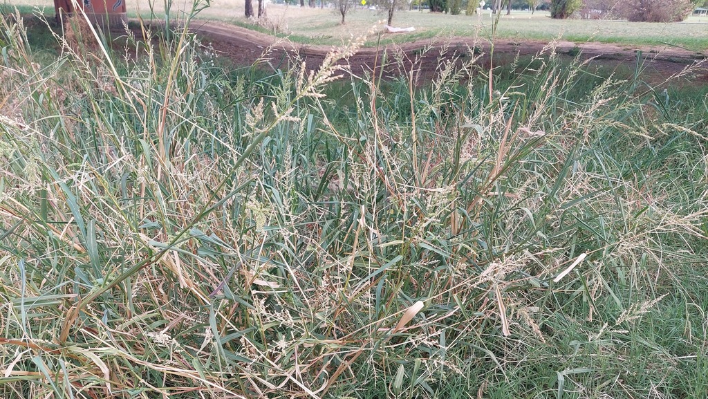 Barnyardgrass (Echinochloa crus-galli)
