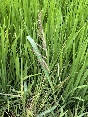 Barnyardgrass (Echinochloa crus-galli)