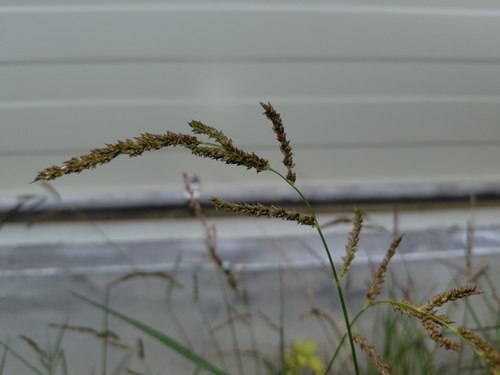 Barnyardgrass (Echinochloa crus-galli)