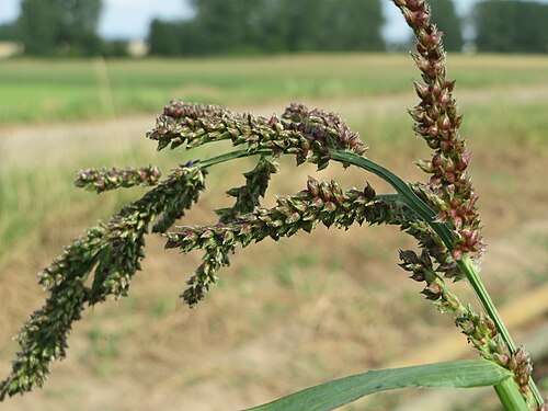 Barnyardgrass: Hühnerhirse ( Echinochloa crus-galli ) bei Reilingen