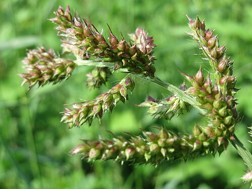 Barnyardgrass: Hühnerhirse ( Echinochloa crus-galli ) bei Reilingen