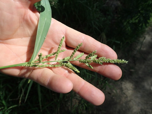 Barnyardgrass (Echinochloa crus-galli)