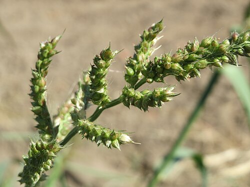 Barnyardgrass: Hühnerhirse ( Echinochloa crus-galli ) bei Reilingen