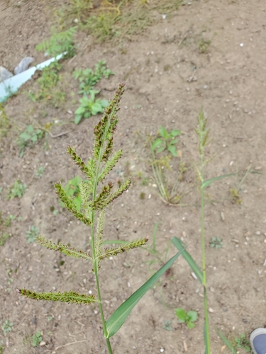 Barnyardgrass (Echinochloa crus-galli)