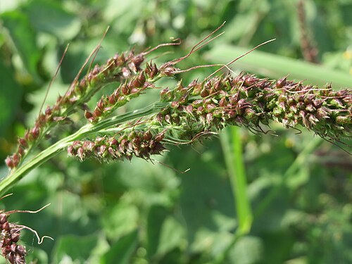 Barnyardgrass: Hühnerhirse ( Echinochloa crus-galli ) bei Reilingen