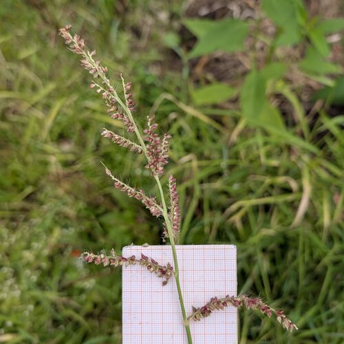 Barnyardgrass (Echinochloa crus-galli)