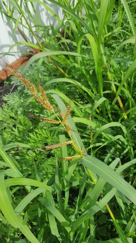 Barnyardgrass (Echinochloa crus-galli)
