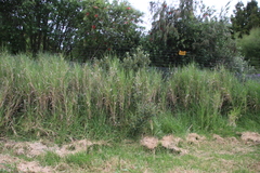 Antelope grass (Echinochloa pyramidalis)