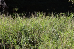 Antelope grass (Echinochloa pyramidalis)
