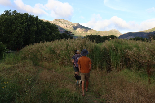 Antelope grass (Echinochloa pyramidalis)