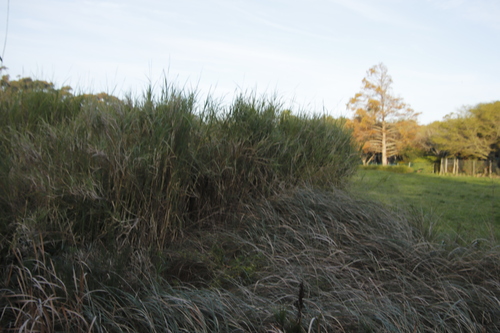 Antelope grass (Echinochloa pyramidalis)