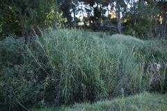 Antelope grass (Echinochloa pyramidalis)