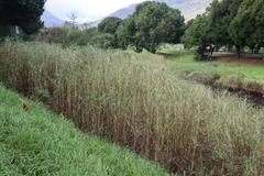 Antelope grass (Echinochloa pyramidalis)