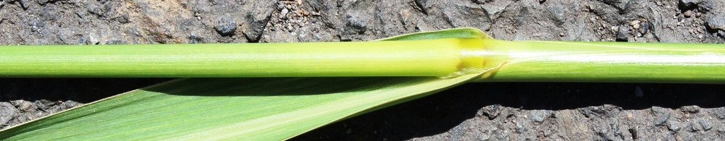 Antelope grass (Echinochloa pyramidalis)
