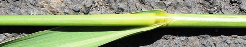 Antelope grass (Echinochloa pyramidalis)