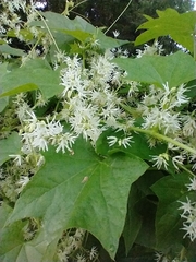 Wild cucumber (Echinocystis lobata)