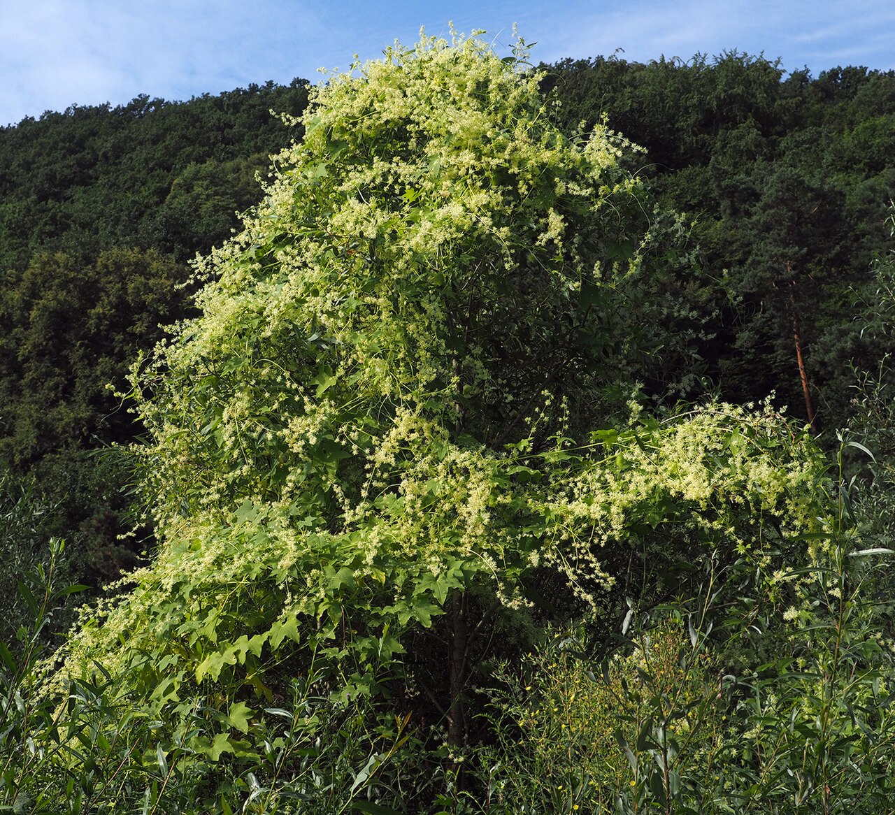 Wild cucumber: Echinocystis lobata; completely covering Salix alba tree (August); Slovakia