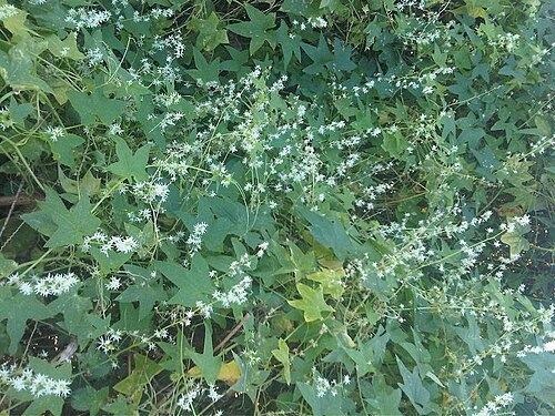 Wild cucumber: Wild cucumber (Echinocystis lobata) with flowers in Transylvania.