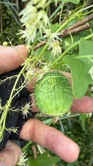 Wild cucumber (Echinocystis lobata)