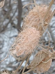 Wild cucumber (Echinocystis lobata)
