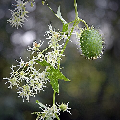 Wild cucumber: Echinocystis lobata; unripe fruit (August); Slovakia